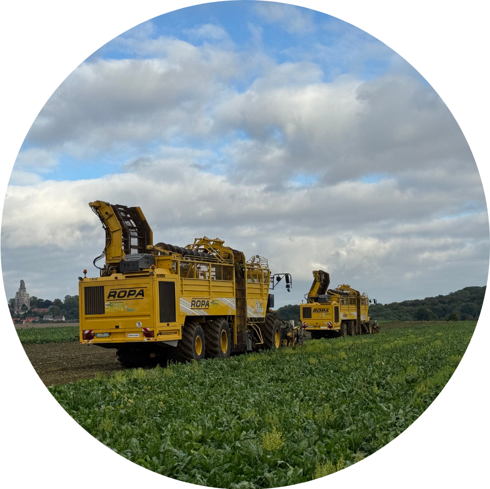 Semis et arrachage de betteraves sucrières